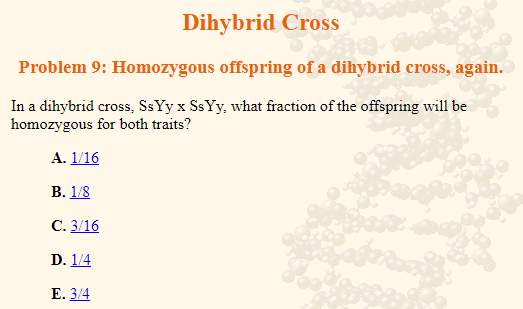 Dihybrid Cross
Problem 9: Homozygous offspring of a dihybrid cross, again.
In a dihybrid cross, SsYyx SsYy, what fraction of the offspring will be
homozygous for both traits?
A. 1/16
B. 1/8
C. 3/16
D. 1/4
E. 3/4