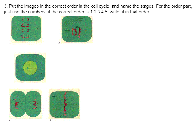 3. Put the images in the correct order in the cell cycle and name the stages. For the order part,
just use the numbers: if the correct order is 1 2 3 4 5, write it in that order.
3
vel.