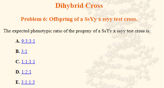 Dihybrid Cross
Problem 6: Offspring of a SsYy x ssyy test cross.
The expected phenotypic ratio of the progeny of a SsYyx ssyy test cross is:
A. 9:3:3:1
B. 3:1
C. 1:1:1:1
D. 1:2:1
E. 3:1:1:3