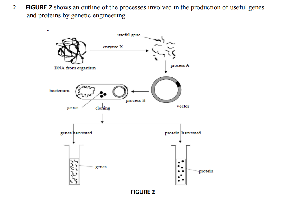 FIGURE 2 shows an outline of the processes involved in the production of useful genes
and proteins by genetic engineering.
2.
useful gene
enzyme X
DNA from organism
process A
bacterium
process B
clohing
vector
protein
genes harvested
protein harvested
genes
protein
FIGURE 2
.::.:
