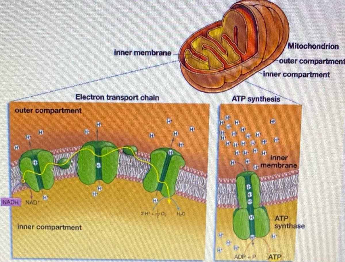 Mitochondrion
inner membrane
outer compartment
inner compartment
Electron transport chain
ATP synthesis
outer compartment
inner
5 membrane
NADH NAD
ATP
synthase
inner compartment
ADP + P
ATP
