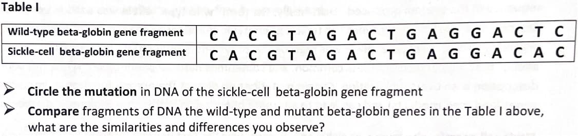 Table I
CACGT A GA CTGAGG ACTC
CACGTAGACTGAG G ACAC
Wild-type beta-globin gene fragment
Sickle-cell beta-globin gene fragment
> Circle the mutation in DNA of the sickle-cell beta-globin gene fragment
Compare fragments of DNA the wild-type and mutant beta-globin genes in the Table I above,
what are the similarities and differences you observe?

