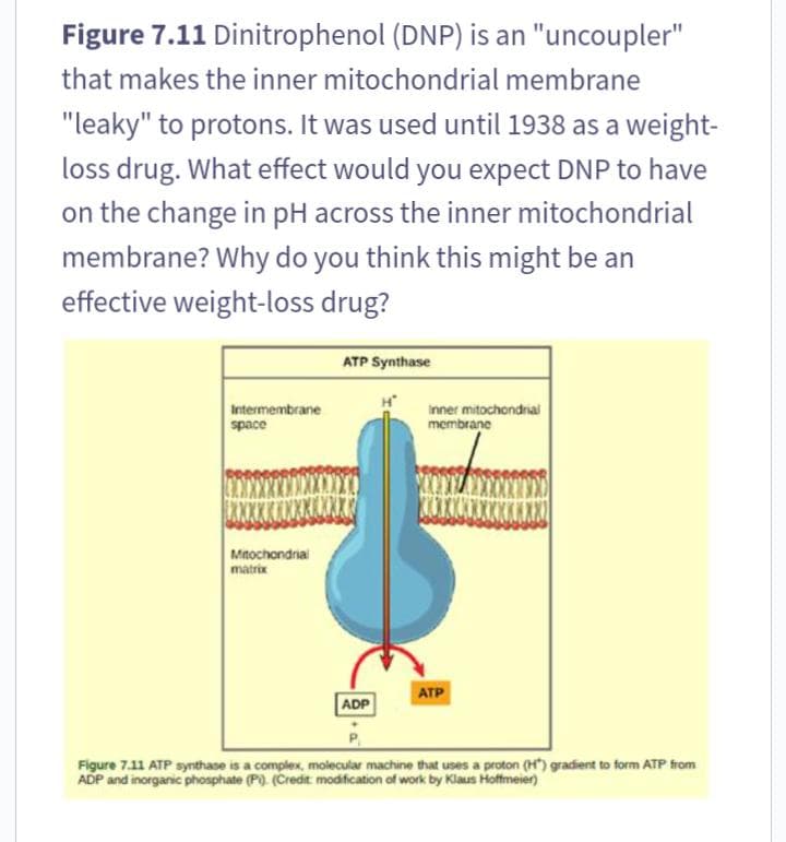 Figure 7.11 Dinitrophenol (DNP) is an "uncoupler"
that makes the inner mitochondrial membrane
"leaky" to protons. It was used until 1938 as a weight-
loss drug. What effect would you expect DNP to have
on the change in pH across the inner mitochondrial
membrane? Why do you think this might be an
effective weight-loss drug?
Intermembrane
space
Mitochondrial
matrix
ATP Synthase
ADP
Inner mitochondrial
membrane
ATP
Figure 7.11 ATP synthase is a complex, molecular machine that uses a proton (H) gradient to form ATP from
ADP and inorganic phosphate (Pi). (Credit: modification of work by Klaus Hoffmeier)