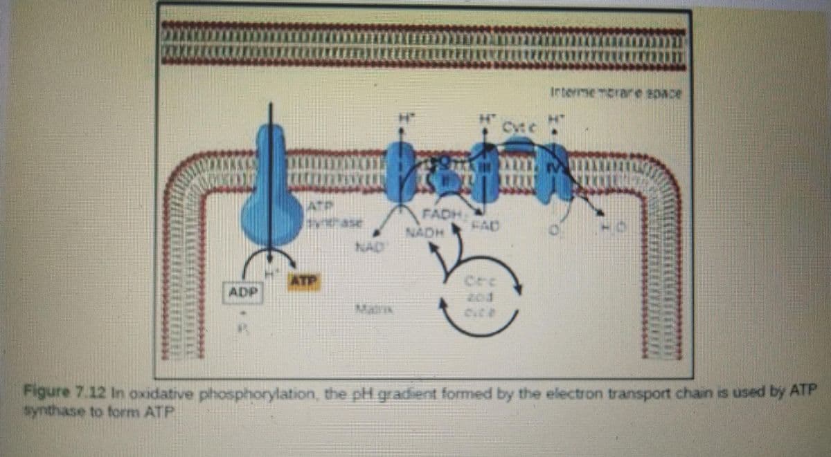 |---
TYYLISE
ATP
MAR
SINU
FADH
NADH
Interme-brane space
Cyte H
Figure 7.12 In oxidative phosphorylation, the pH gradient formed by the electron transport chain is used by ATP
synthase to form ATP