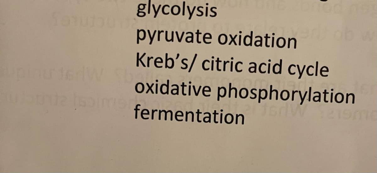 glycolysis
pyruvate oxidation
Kreb's/ citric acid cycle
oxidative phosphorylation
soimefermentation
