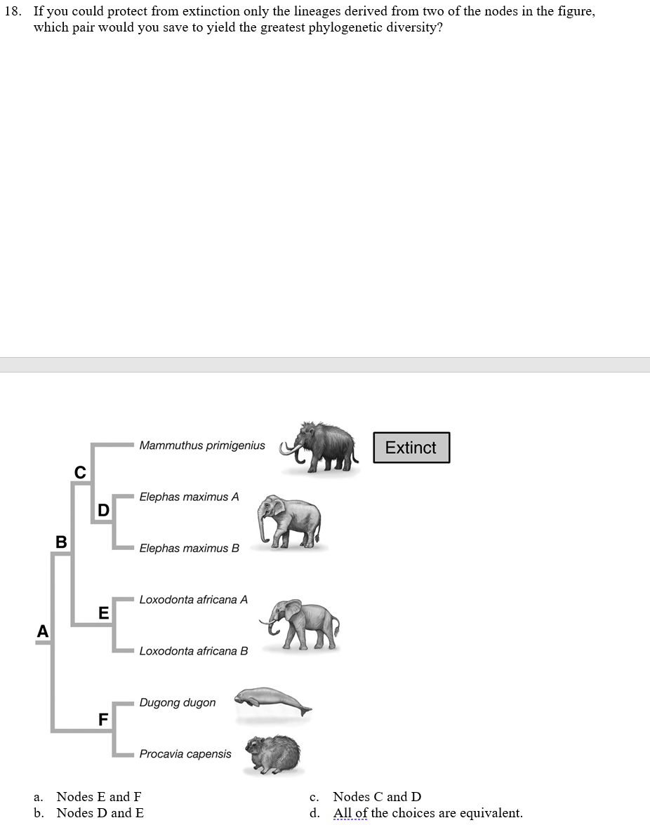 18. If you could protect from extinction only the lineages derived from two of the nodes in the figure,
which pair would you save to yield the greatest phylogenetic diversity?
Mammuthus primigenius
Extinct
C
Elephas maximus A
B
Elephas maximus B
Loxodonta africana A
E
A
Loxodonta africana B
Dugong dugon
F
Procavia capensis
a. Nodes E and F
b. Nodes D and E
c. Nodes C and D
d. All of the choices are equivalent.
