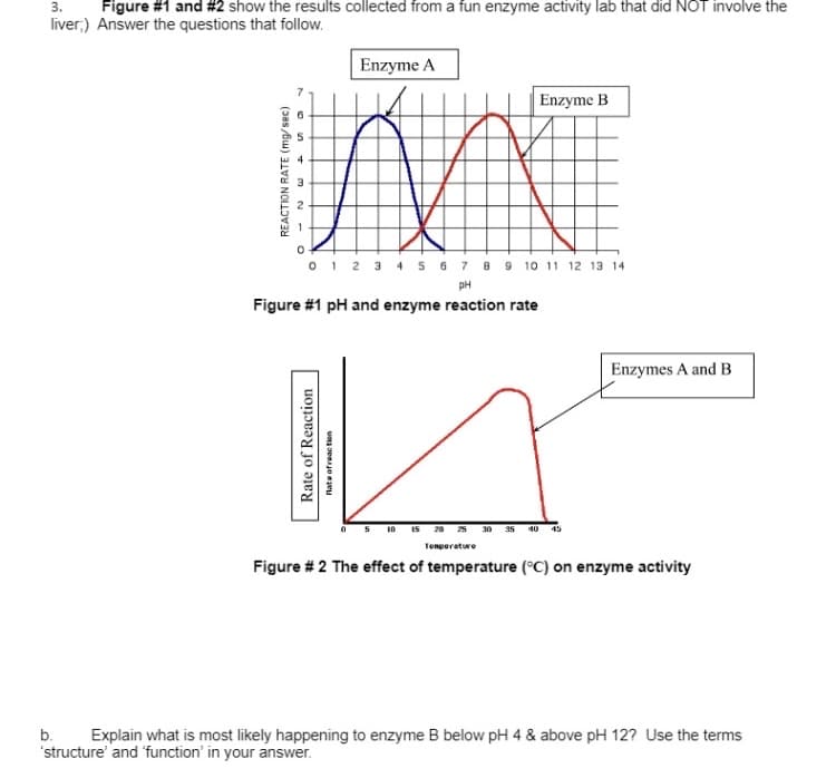 3.
Figure #1 and #2 show the results collected from a fun enzyme activity lab that did NOT involve the
liver;) Answer the questions that follow.
REACTION RATE (mg/sec)
65
M
0 1 2 3 4 5 6 7 8 9 10 11 12 13 14
m
O - N
Enzyme A
Rate of Reaction
Rate ofreaction
PH
Figure #1 pH and enzyme reaction rate
Enzyme B
0 5 10 15 20 25 30 35 40
Temperature
45
Enzymes A and B
Figure # 2 The effect of temperature (°C) on enzyme activity
b.
Explain what is most likely happening to enzyme B below pH 4 & above pH 12? Use the terms
'structure' and 'function' in your answer.