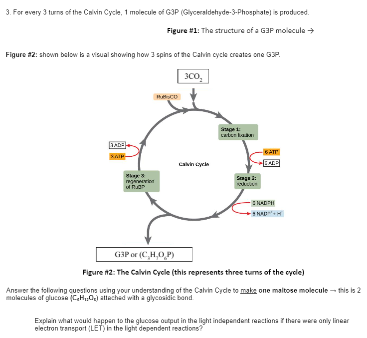 3. For every 3 turns of the Calvin Cycle, 1 molecule of G3P (Glyceraldehyde-3-Phosphate) is produced.
Figure #1: The structure of a G3P molecule →
Figure #2: shown below is a visual showing how 3 spins of the Calvin cycle creates one G3P.
3C02₂
RuBisCO
Stage 1:
carbon fixation
3 ADP
3 ATP
Calvin Cycle
6 ATP
6 ADP
Stage 3:
regeneration.
of RuBP
6 NADPH
-6 NADP+H*
G3P or (C,H,O,P)
Figure #2: The Calvin Cycle (this represents three turns of the cycle)
Answer the following questions using your understanding of the Calvin Cycle to make one maltose molecule → this is 2
molecules of glucose (C&H12O) attached with a glycosidic bond.
Explain what would happen to the glucose output in the light independent reactions if there were only linear
electron transport (LET) in the light dependent reactions?
Stage 2:
reduction