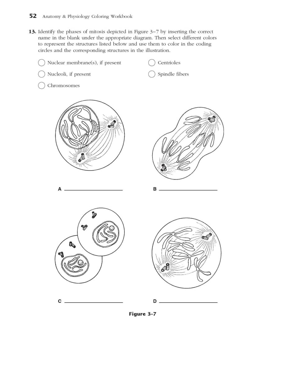 52 Anatomy & Physiology Coloring Workbook
13. Identify the phases of mitosis depicted in Figure 3-7 by inserting the correct
name in the blank under the appropriate diagram. Then select different colors
to represent the structures listed below and use them to color in the coding
circles and the corresponding structures in the illustration.
Nuclear membrane(s), if present
Centrioles
O Nucleoli, if present
O Spindle fibers
Chromosomes
A
B
Figure 3-7
