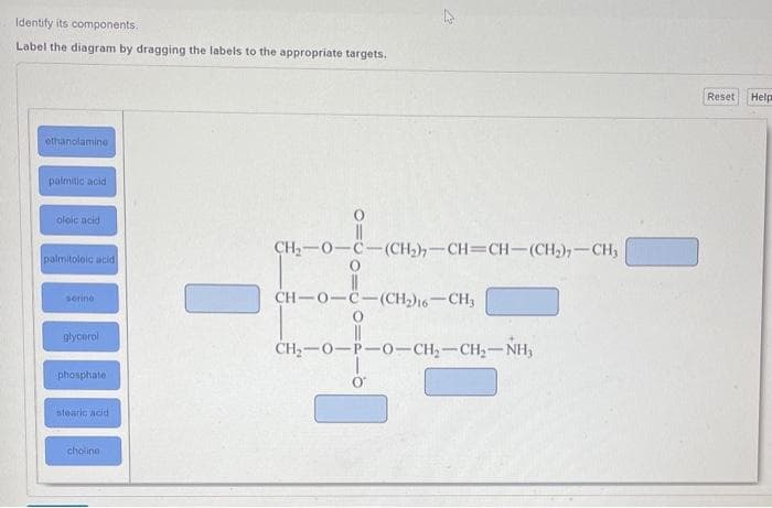 Identify its components.
Label the diagram by dragging the labels to the appropriate targets.
ethanolamine
palmitic acid
oleic acid
palmitoleic acid
serine
glycerol
phosphate
stearic acid
choline
27
CH,–0–C—(CH,)=CH=CH–(CH,),—CH,
O
CH–0–C—(CH2)–CH3
O
CH,0-P-0-CH,—CH,NH,
Reset
Help