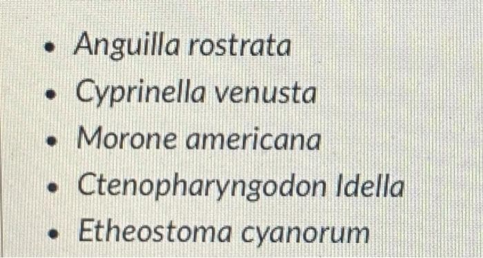 Anguilla rostrata
Cyprinella venusta
Morone americana
Ctenopharyngodon Idella
Etheostoma cyanorum
