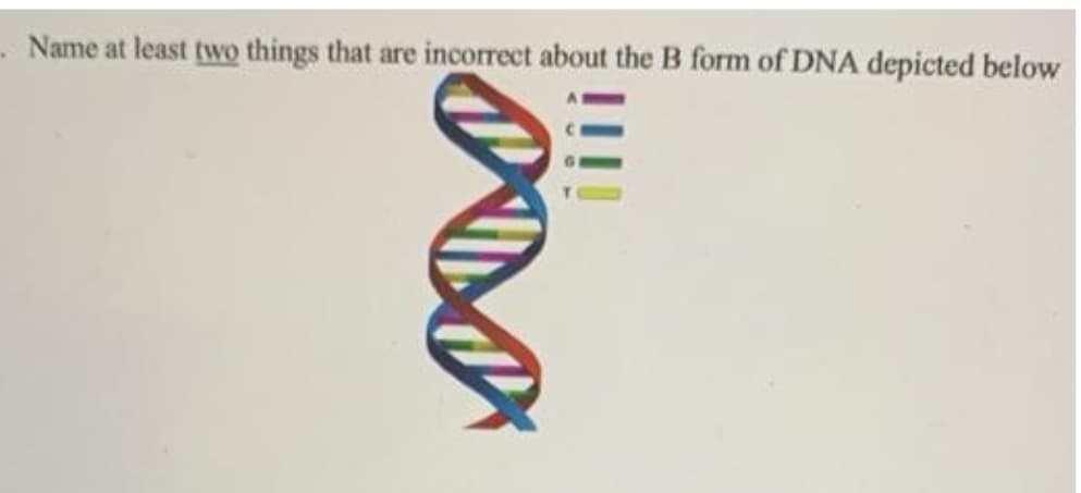- Name at least two things that are incorrect about the B form of DNA depicted below
