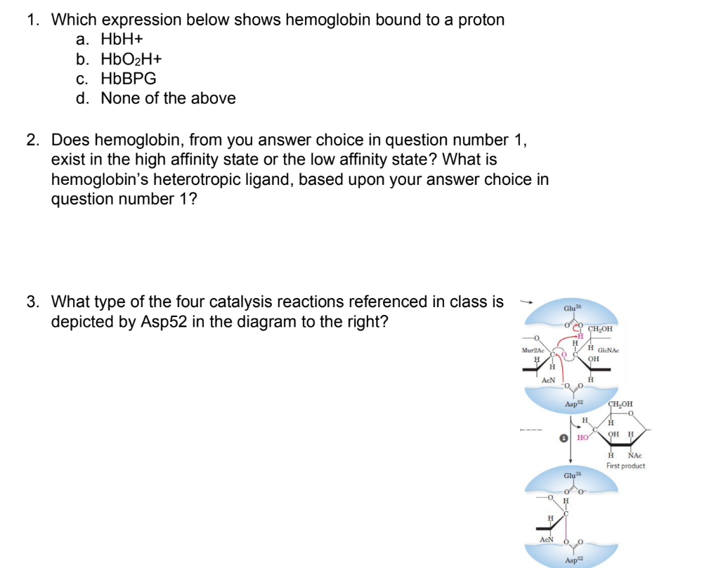 1. Which expression below shows hemoglobin bound to a proton
a. HbH+
b. HbO₂H+
c. HbBPG
d. None of the above
2. Does hemoglobin, from you answer choice in question number 1,
exist in the high affinity state or the low affinity state? What is
hemoglobin's heterotropic ligand, based upon your answer choice in
question number 1?
3. What type of the four catalysis reactions referenced in class is
depicted by Asp52 in the diagram to the right?
Mur2Ae
H
AcN
H
AcÑ
Glu
Foo
Asp82
(1)
HH
CH₂OH
Glu
00
⁰0
Asp2
H
НО
OH
Н
GlcNAc
CH₂OH
H
OH H
H NAC
First product