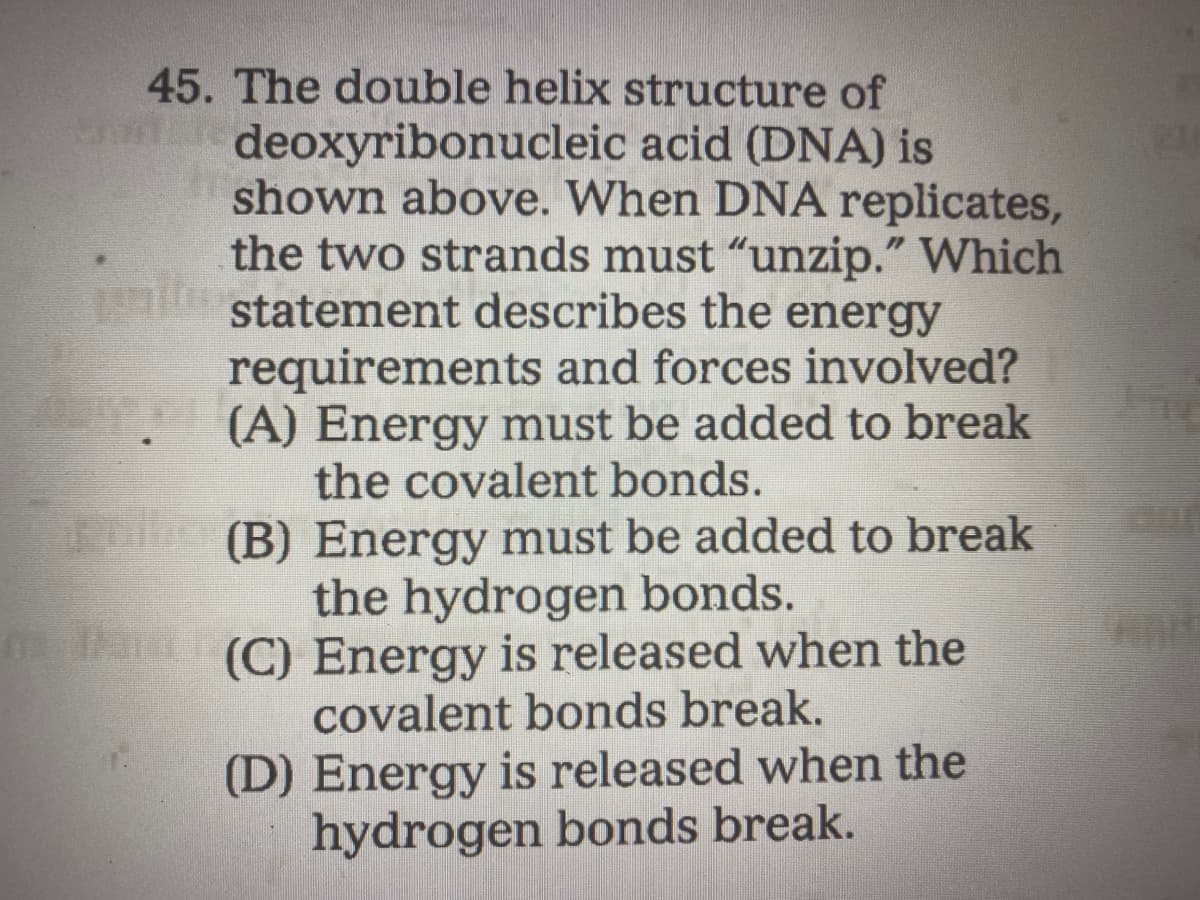 45. The double helix structure of
deoxyribonucleic acid (DNA) is
shown above. When DNA replicates,
the two strands must "unzip." Which
statement describes the energy
requirements and forces involved?
(A) Energy must be added to break
the covalent bonds.
(B) Energy must be added to break
the hydrogen bonds.
(C) Energy is released when the
covalent bonds break.
(D) Energy is released when the
hydrogen bonds break.
