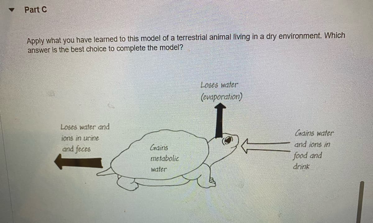 Part C
Apply what you have learned to this model of a terrestrial animal living in a dry environment. Which
answer is the best choice to complete the model?
Loses water and
ions in urine
and feces
Gains
metabolic
water
Loses water
(evaporation)
Gains water
and ions in
food and
drink