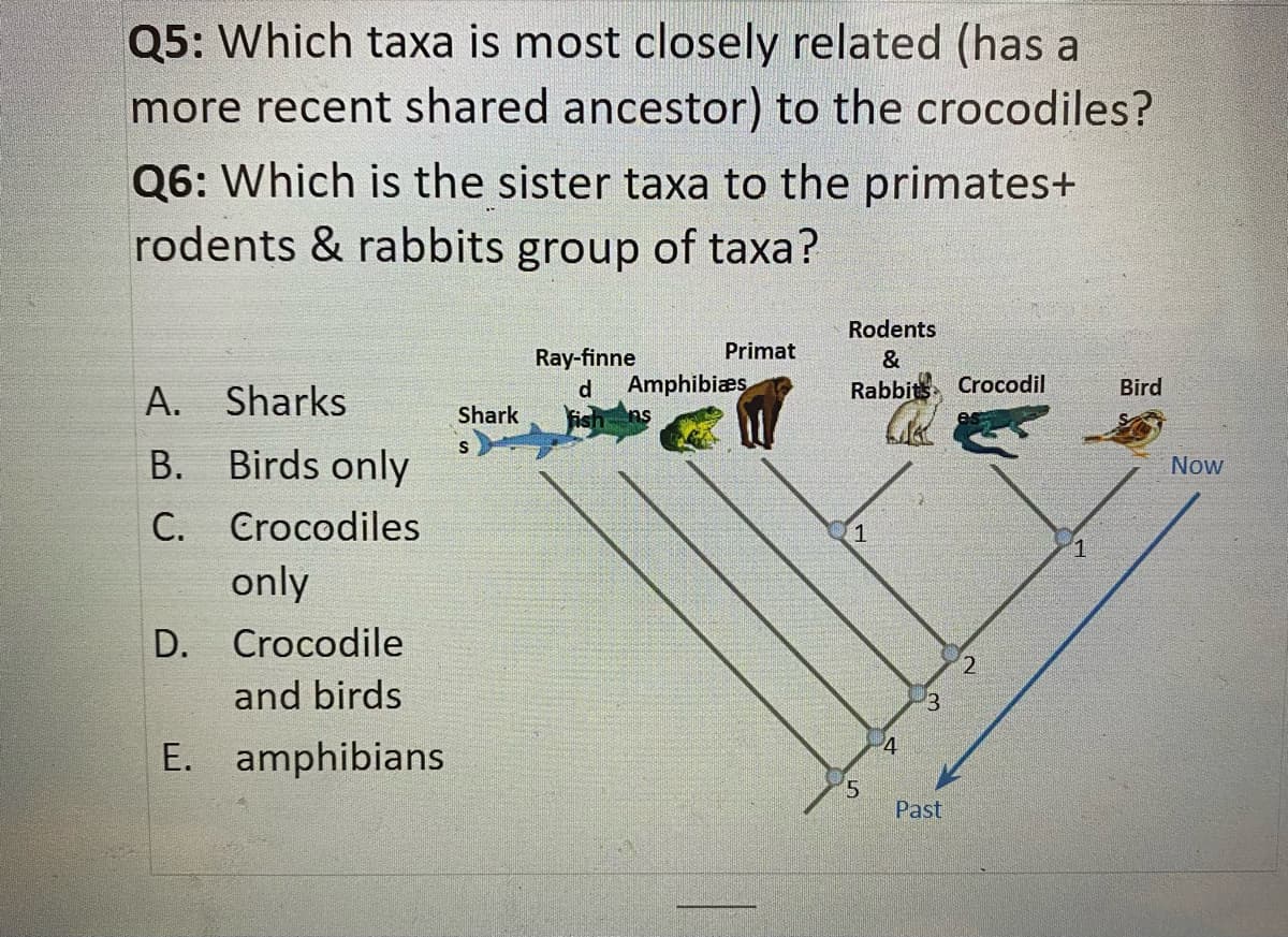 Q5: Which taxa is most closely related (has a
more recent shared ancestor) to the crocodiles?
Q6: Which is the sister taxa to the primates+
rodents & rabbits group of taxa?
A. Sharks
B. Birds only
C. Crocodiles
only
Crocodile
and birds
E. amphibians
D.
Shark
Ray-finne
Primat
d
fish ns
Amphibiæs
Rodents
&
Rabbits
1
5
4
3
Past
Crocodil
2
1
Bird
Now