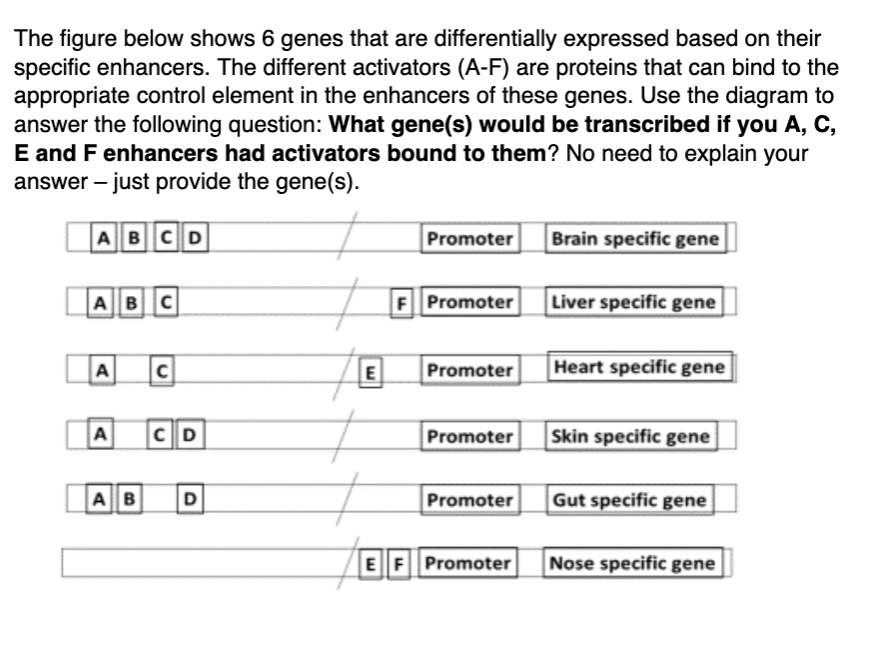 The figure below shows 6 genes that are differentially expressed based on their
specific enhancers. The different activators (A-F) are proteins that can bind to the
appropriate control element in the enhancers of these genes. Use the diagram to
answer the following question: What gene(s) would be transcribed if you A, C,
E and F enhancers had activators bound to them? No need to explain your
answer – just provide the gene(s).
ABCD
Promoter
Brain specific gene
ABC
F Promoter
Liver specific gene
C
Promoter
Heart specific gene
A
CD
Promoter
Skin specific gene
AB
D
Promoter
Gut specific gene
EF Promoter
Nose specific gene
