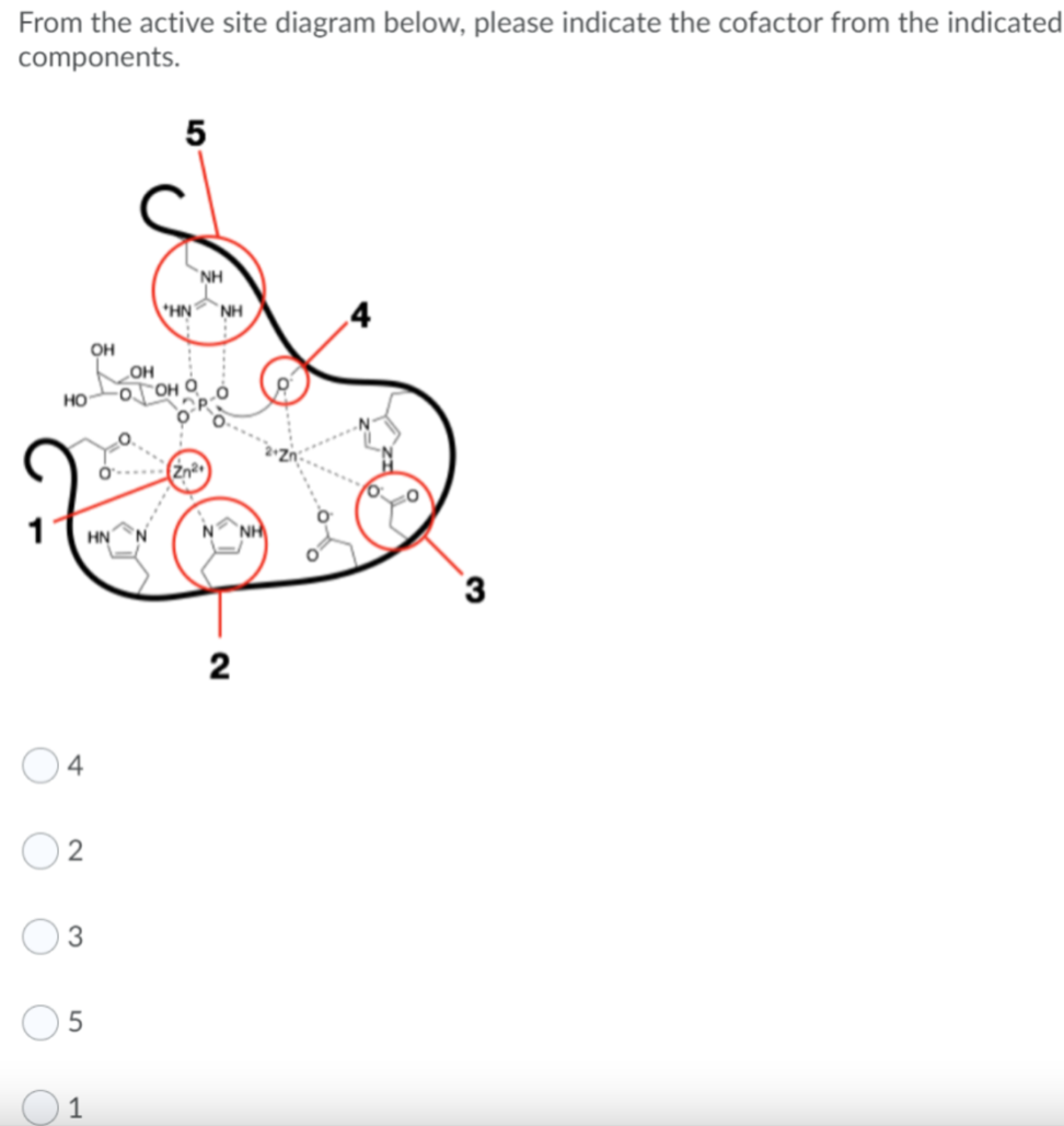 From the active site diagram below, please indicate the cofactor from the indicated
components.
HO
4
2
3
5
1
OH
HN
5
NH
*HN ΝΗ
OH
OOH
Zn²+
2
3