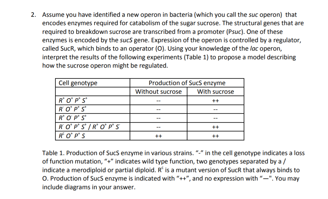 2. Assume you have identified a new operon in bacteria (which you call the suc operon) that
encodes enzymes required for catabolism of the sugar sucrose. The structural genes that are
required to breakdown sucrose are transcribed from a promoter (Psuc). One of these
enzymes is encoded by the sucS gene. Expression of the operon is controlled by a regulator,
called SucR, which binds to an operator (O). Using your knowledge of the lac operon,
interpret the results of the following experiments (Table 1) to propose a model describing
how the sucrose operon might be regulated.
Cell genotype
Production of SucS enzyme
Without sucrose
With sucrose
R* O* P* s*
R O* p* s*
++
R* O P* S*
--
RO* p* s* / R* Oʻ p* 5
R° O* p* S
++
--
++
++
Table 1. Production of SucS enzyme in various strains. “-" in the cell genotype indicates a loss
of function mutation, “+" indicates wild type function, two genotypes separated by a /
indicate a merodiploid or partial diploid. R° is a mutant version of SucR that always binds to
O. Production of SucS enzyme is indicated with “++", and no expression with “–". You may
include diagrams in your answer.
