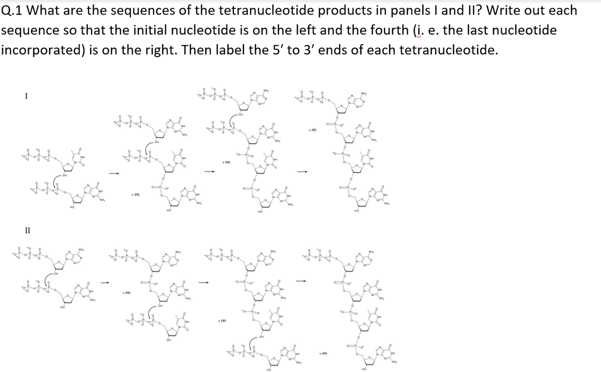 Q.1 What are the sequences of the tetranucleotide products in panels I and II? Write out each
sequence so that the initial nucleotide is on the left and the fourth (i. e. the last nucleotide
incorporated) is on the right. Then label the 5' to 3' ends of each tetranucleotide.
I
P.
II
