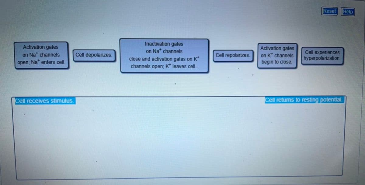 Activation gates
on Na+ channels
open; Na+ enters cell.
Cell receives stimulus.
Cell depolarizes.
Inactivation gates
on Na+ channels
close and activation gates on K
channels open; K* leaves cell..
Cell repolarizes.
Activation gates
on K+ channels
begin to close.
Reset Help
Cell experiences
hyperpolarization.
Cell returns to resting potential.