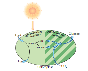 Light-Dependeng
Reactions
ight-Independent
Resctions
Glucose
Н-о
ATP
-2H+
NADPH
Chloroplast
CO2
