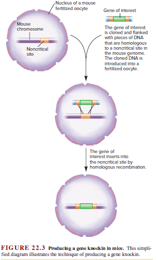 Nucleus of a mouse
fertilized oocyte
Gene of Interest
Mouse
The gene of Interest
Is cloned and flanked
with pleces of DNA
that are homologous
to a noncritical site in
the mouse genome.
The cloned DNA Is
Introduced Into a
fertilized oocyte.
chromosome
Noncritical
site
The gene of
Interest Inserts Into
the noncritical site by
homologous recombination.
FIGURE 22.3 Producing a gene knockin in mice. This simpli-
fied diagram illustrates the technique of producing a gene knockin.
