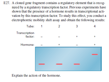 E27. A cloned gene fragment contains a regulatory element that is recog-
nized by a regulatory transcription factor. Previous experiments have
shown that the presence of a hormone results in transcriptional acti-
vation by this transcription factor. To study this effect, you conduct a
electrophoretic mobility shift assay and obtain the following results:
Tube:
1
2
3
Transcription
factor:
Hormone:
Explain the action of the hormone.

