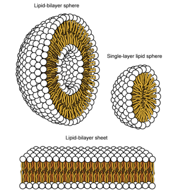 Lipid-bilayer sphere
Single-layer lipid sphere
Lipid-bilayer sheet
