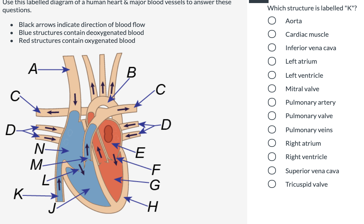 Use this labelled diagram of a human heart & major blood vessels to answer these
Which structure is labelled "K"?
questions.
Aorta
Black arrows indicate direction of blood flow
Blue structures contain deoxygenated blood
Red structures contain oxygenated blood
Cardiac muscle
Inferior vena cava
Left atrium
A-
B
Left ventricle
Mitral valve
C
Pulmonary artery
Pulmonary valve
D-
D
Pulmonary veins
Right atrium
N-
E
Right ventricle
M-
Superior vena cava
Tricuspid valve
K-
