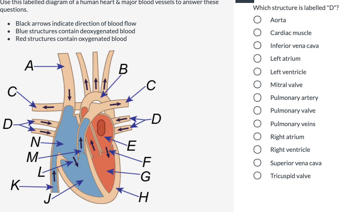 Use this labelled diagram of a human heart & major blood vessels to answer these
Which structure is labelled "D"?
questions.
Aorta
Black arrows indicate direction of blood flow
Blue structures contain deoxygenated blood
Red structures contain oxygenated blood
Cardiac muscle
Inferior vena cava
Left atrium
A-
B
Left ventricle
Mitral valve
Pulmonary artery
Pulmonary valve
D-
Pulmonary veins
Right atrium
N-
M-
Right ventricle
F
Superior vena cava
Tricuspid valve
K-
