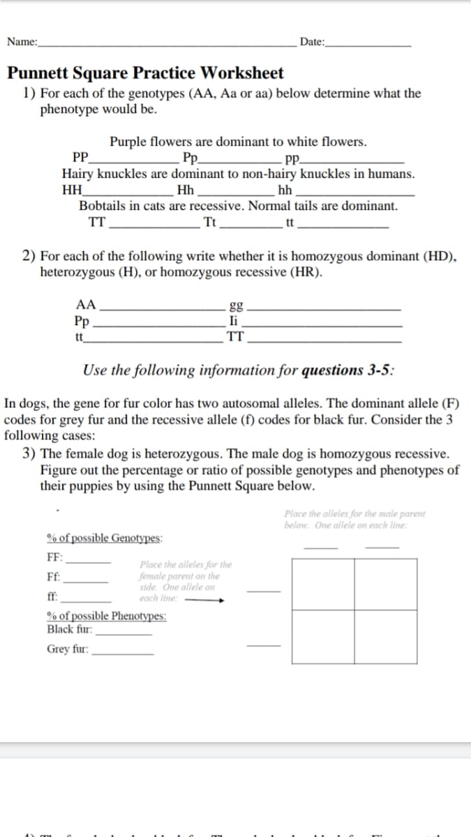 Name:
Date:
Punnett Square Practice Worksheet
1) For each of the genotypes (AA, Aa or aa) below determine what the
phenotype would be.
Purple flowers are dominant to white flowers.
PP
Hairy knuckles are dominant to non-hairy knuckles in humans.
HH
Pp.
p.
Hh
hh
Bobtails in cats are recessive. Normal tails are dominant.
TT
Tt
tt
2) For each of the following write whether it is homozygous dominant (HD),
heterozygous (H), or homozygous recessive (HR).
AA
gg
Ii
Pp
t
TT
Use the following information for questions 3-5:
In dogs, the gene for fur color has two autosomal alleles. The dominant allele (F)
codes for grey fur and the recessive allele (f) codes for black fur. Consider the 3
following cases:
3) The female dog is heterozygous. The male dog is homozygous recessive.
Figure out the percentage or ratio of possible genotypes and phenotypes of
their puppies by using the Punnett Square below.
Place the alleles for the male parent
below. One allele on each line:
% of possible Genotypes:
FF:
Place the alleles for the
female parent on the
side. One allele on
each line.
Ff:
ff:
% of possible Phenotypes:
Black fur:
Grey fur:
