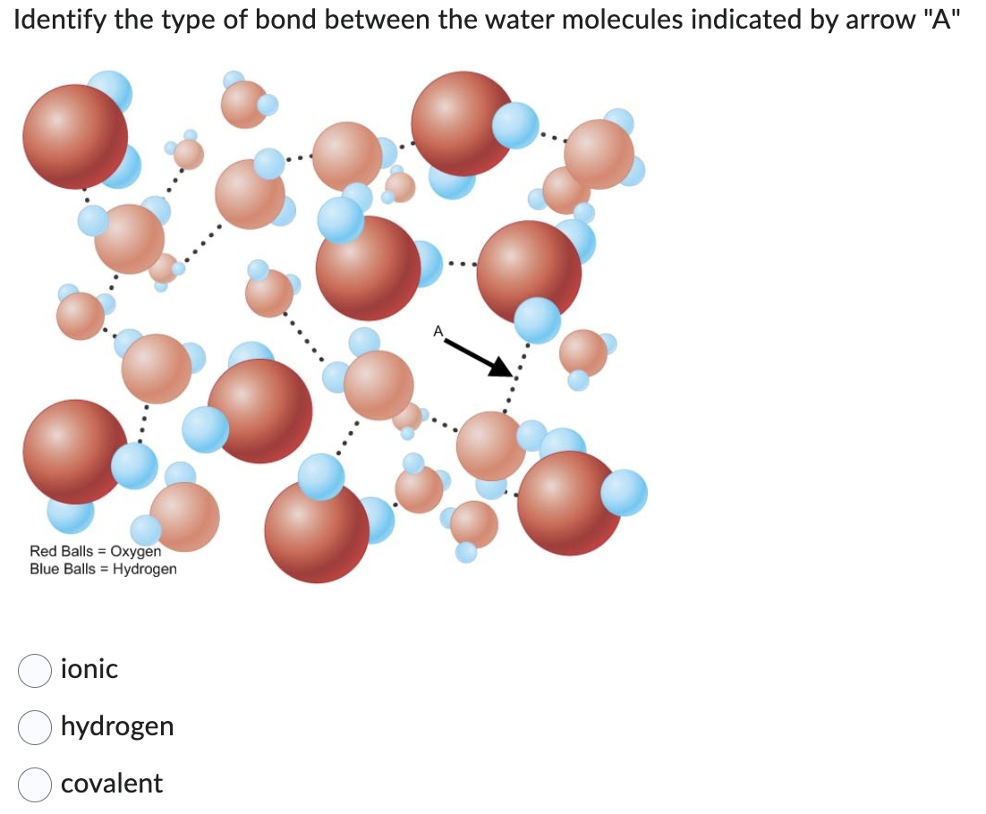 Identify the type of bond between the water molecules indicated by arrow "A"
Red Balls Oxygen
Blue Balls Hydrogen
ionic
hydrogen
covalent