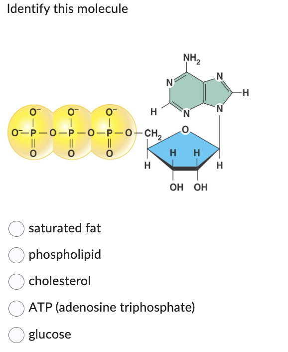 Identify this molecule
0™
I
0
||
O-P-O-P-O-P-O-CH₂
||
O
O
0-
saturated fat
phospholipid
cholesterol
H
H
N
NH₂
HH
OH OH
ATP (adenosine triphosphate)
glucose
N
H
-H
