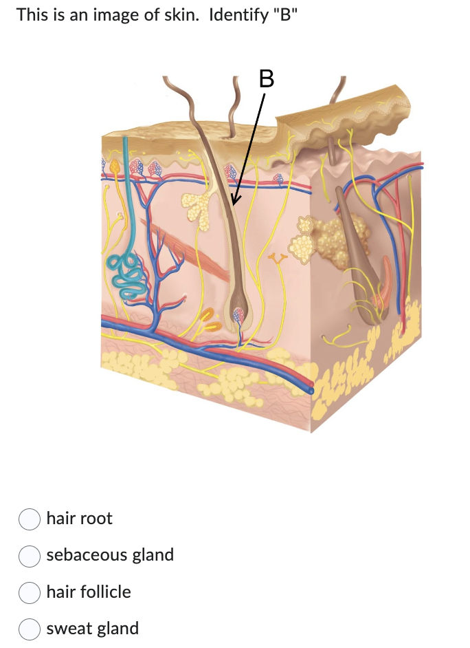 This is an image of skin. Identify "B"
hair root
sebaceous gland
hair follicle
sweat gland
B