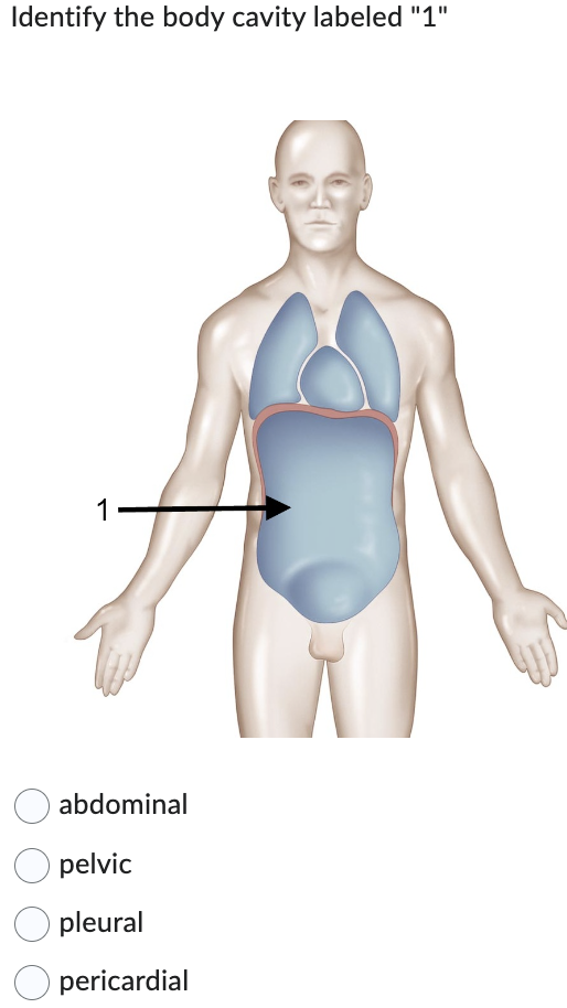 Identify the body cavity labeled "1"
1
abdominal
pelvic
pleural
pericardial
