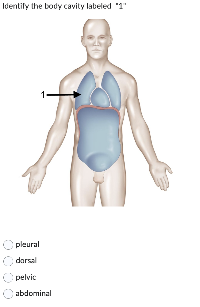 Identify the body cavity labeled "1"
O O O
pleural
dorsal
pelvic
1
abdominal