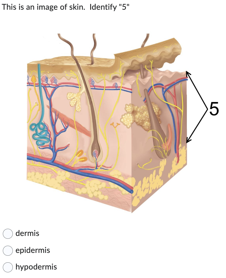 This is an image of skin. Identify "5"
dermis
epidermis
hypodermis
5