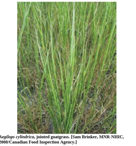 legilops cylindrica, jointed goatgrass. [Sam Brinker, MNR-NHIC,
2008/Canadian Food Inspection Agency.]
