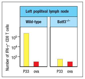 Left popliteal lymph node
Wild-type
Batf3--
I.
105 -
104-
103-
P33 ova
P33 ova
Number of IFN-y+ CD8 T cells
