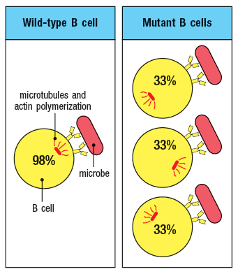 Wild-type B cell
Mutant B cells
33%
microtubules and
actin polymerization
33%
98%
microbe
В сell
33%
