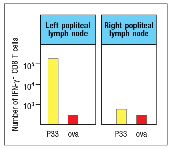 Left popliteal
lymph 'node
Right popliteal
lymph node
105
104-
103-
P33 ova
Р33
ova
Number of IFN-y+ CD8 T cells
