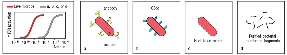 Live microbe
a, b, c, or d
antibody
C3dg
Purified bacterial
membrane fragments
10-11 10-10 10 10 10-7 106
Antigen
Heat killed microbe
microbe
a
b
d
