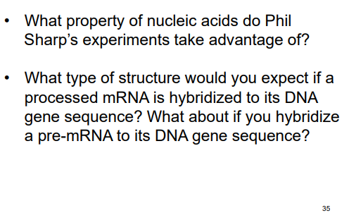 What property of nucleic acids do Phil
Sharp's experiments take advantage of?
What type of structure would you expect if a
processed mRNA is hybridized to its DNA
gene sequence? What about if you hybridize
a pre-MRNA to its DNA gene sequence?
35
