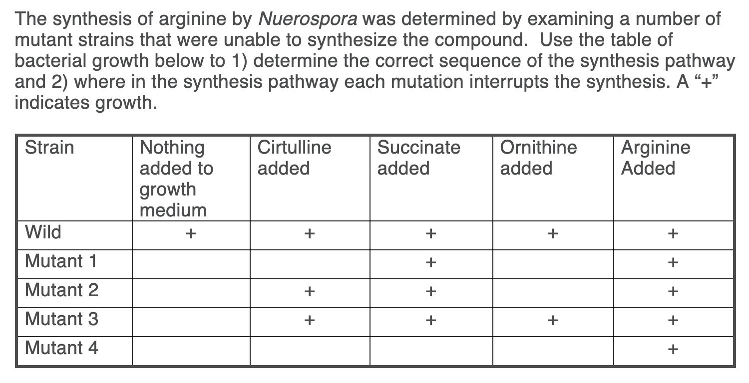 The synthesis of arginine by Nuerospora was determined by examining a number of
mutant strains that were unable to synthesize the compound. Use the table of
bacterial growth below to 1) determine the correct sequence of the synthesis pathway
and 2) where in the synthesis pathway each mutation interrupts the synthesis. A “+"
indicates growth.
Nothing
added to
Succinate
Ornithine
added
Strain
Cirtulline
Arginine
Added
added
added
growth
medium
Wild
Mutant 1
Mutant 2
Mutant 3
Mutant 4
