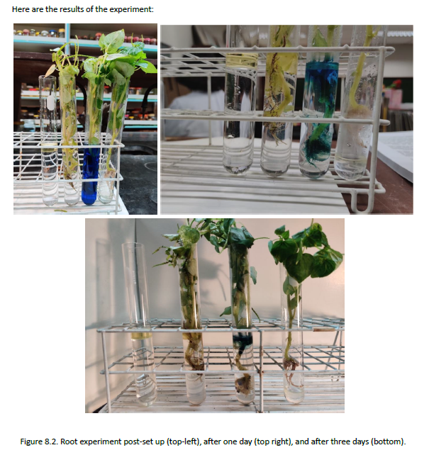 Here are the results of the experiment:
Figure 8.2. Root experiment post-set up (top-left), after one day (top right), and after three days (bottom).
