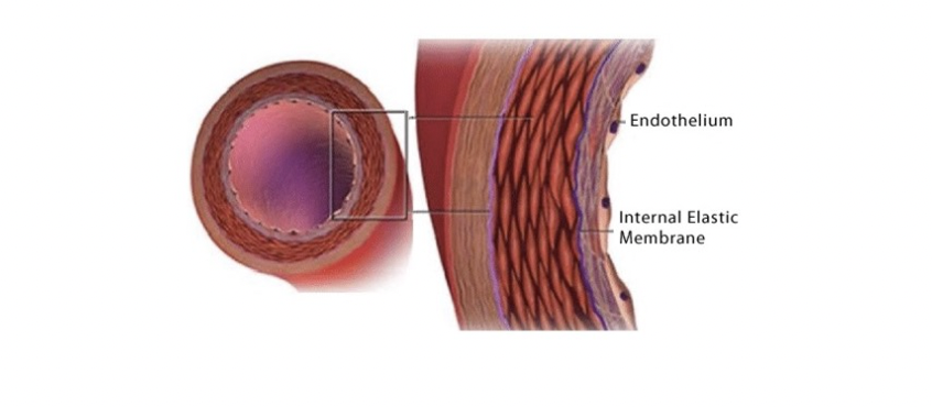 Endothelium
Internal Elastic
Membrane
