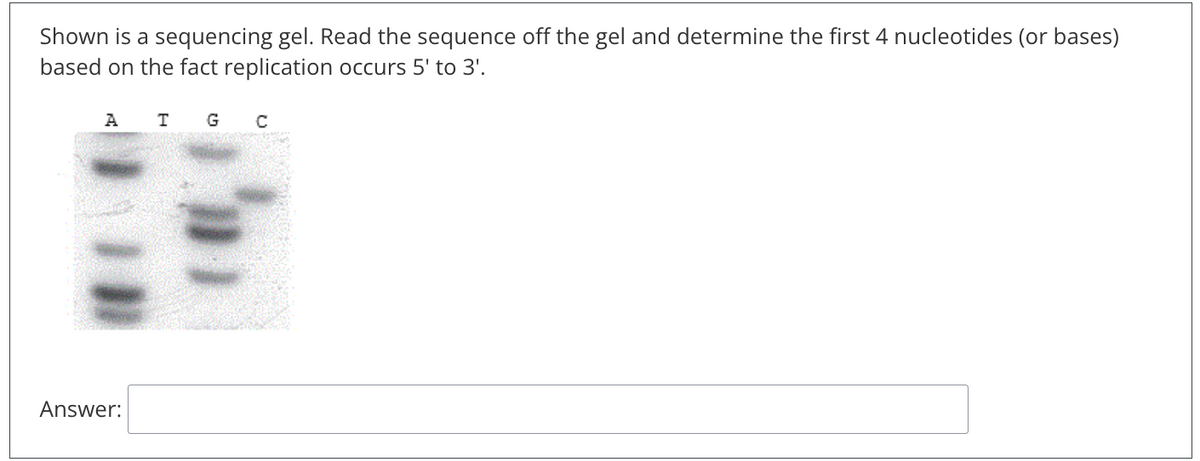 Shown is a sequencing gel. Read the sequence off the gel and determine the first 4 nucleotides (or bases)
based on the fact replication occurs 5¹ to 3¹.
A I G C
Answer: