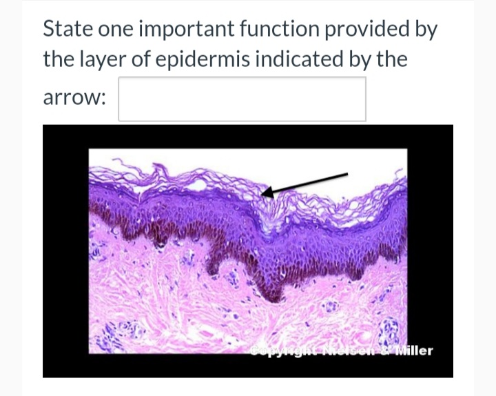State one important function provided by
the layer of epidermis indicated by the
arrow:
iller
