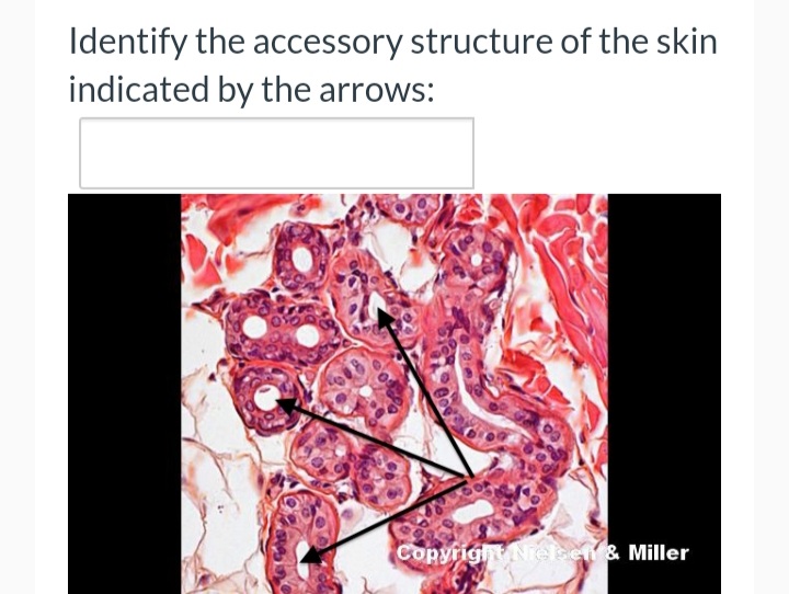 Identify the accessory structure of the skin
indicated by the arrows:
Copyright Neben & Miller
